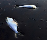 У набережной Волги обнаружен разлив нефти 