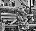 Астраханка ищет улетевшего голубя, ставшего за три года ей другом