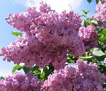 Астраханская погода в мае