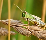 Астраханскую область вновь ожидает нашествие саранчи
