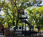 Аварийные деревья опилили в центре Астрахани в Братском саду