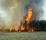 Над астраханскими лесами в 2020-м никто не надругался