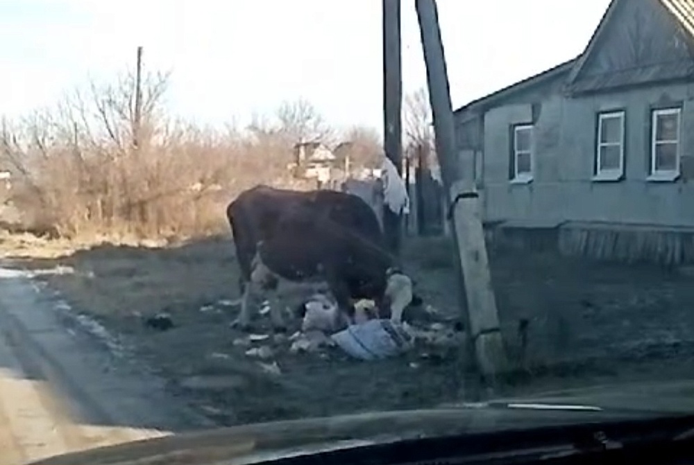 Не редчайшие животные устраивают дебош в астраханском поселке