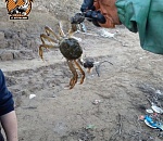 Астраханские рыбаки нашли на Волге краба и удивились, а зря…