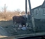 Не редчайшие животные устраивают дебош в астраханском поселке