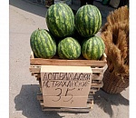 На астраханских рынках появились местные арбузы