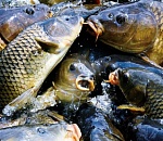 Под Астраханью туристы выловили больше полутонны сазана, сома и карпа