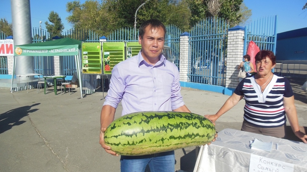 В Астраханской области вырастили 21-килограммовый арбуз