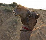 Астраханские верблюды самые крупные в мире