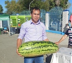 В Астраханской области вырастили 21-килограммовый арбуз