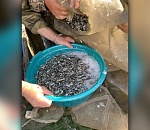 В Астрахани перевыполнили план по зарыблению дельты Волги на 115 процентов