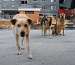 Астраханцы сами решают проблему бродячих животных. За свой счет