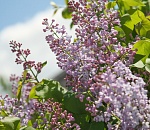 В Астраханском кремле высадили 1500 цветов и яблони