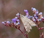 Записки астраханского натуралиста. Осеннее цветение кермека