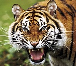 (СКАНДАЛЪ!) Глава района травил тигром беззащитных детей