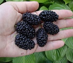 Не дельный обзор. Можно ли астраханцам собирать тутник и паслён?