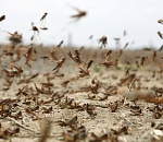 В Лиманском районе введен режим чрезвычайной ситуации из-за саранчи