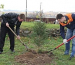 В Астраханской области высадили 700 декоративных саженцев