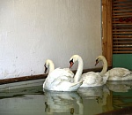 Как лебеди зимуют. Проверял глава администрации города 