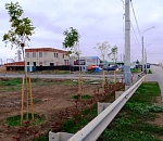 Вдоль Аэропортовского шоссе Астрахани появились высокие клены