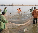 За две недели до конца путины  астраханские рыбаки выбрали 68% от запланированных объемов добычи