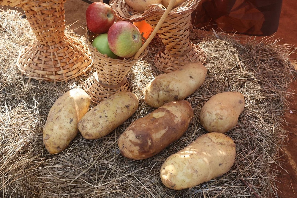 Астраханские фермеры в качестве эксперимента выращивают гибрид белорусского картофеля