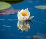 Записки астраханского натуралиста. О белой кувшинке