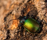 Записки астраханского натуралиста. Насекомые-украшения для новогодней елки