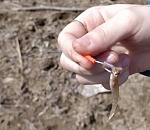 На астраханской рыбалке ловят не только трофеи, но и такое