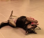 Видео дня: астраханская собачка наслаждается жизнью в Америке