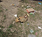 Фото дня: угадай, труп какого животного лежит посреди улицы