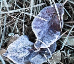 Завтра ночью в Астраханской области будут заморозки, хотя днем даже потеплеет на пару градусов