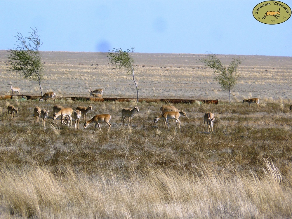 Астраханский природный заказник выиграл президентский грант