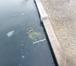 Астраханцы увидели ёлку Спанч Боба