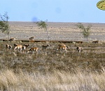 Астраханский природный заказник выиграл президентский грант