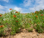 Записки астраханского натуралиста. Адонис летний, или горицвет