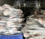 На юге Астраханской области накрыли группу, у которой оказалось более 100 тонн немаркированной рыбы