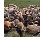 Массовая гибель астраханских сайгаков оказалась фейком