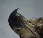 Птица из астраханского заповедника трагически погибла