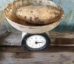 Фото дня. Астраханец вырастил гигантскую картошку