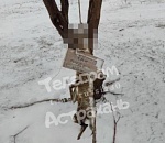 Соцсети: под Астраханью нашли повешенную собаку с карательной надписью