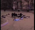 Человек виноват, собаки тут ни при чем: директор приюта рассказала о ситуации с отловом собак в Астрахани 