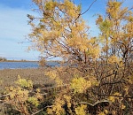 В Астрахань идет аномальное для декабря тепло