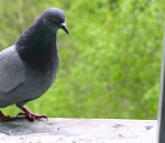 В Астрахани сотрудники управляющей компании покалечили птиц, которых жильцы просто попросили убрать с чердака