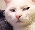 Не дельный обзор. Постите котиков, а не постное масло