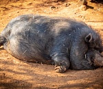 В Астраханской области обнаружили чуму свиней