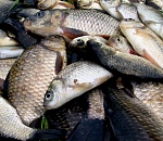 Сотрудники астраханского предприятия похитили 89 кг рыбы из улова