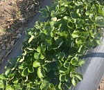 Молодой фермер из Астраханской области на грант нацпроекта заложил клубничные поля