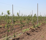 Здесь будет область-сад? Астраханские фермеры сажают черешню из Греции и яблоню из Кабардино-Балкарии 