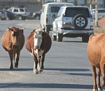 Астраханцам придется отвечать за скотское поведение 